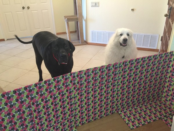 DIY Cardboard Dog Gate