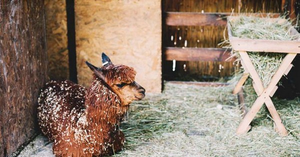 Build A Hay Feeder